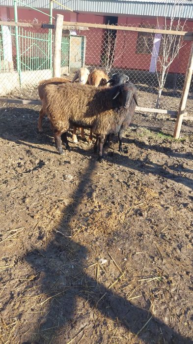 Кошкар 3 бас 1 бас тусак