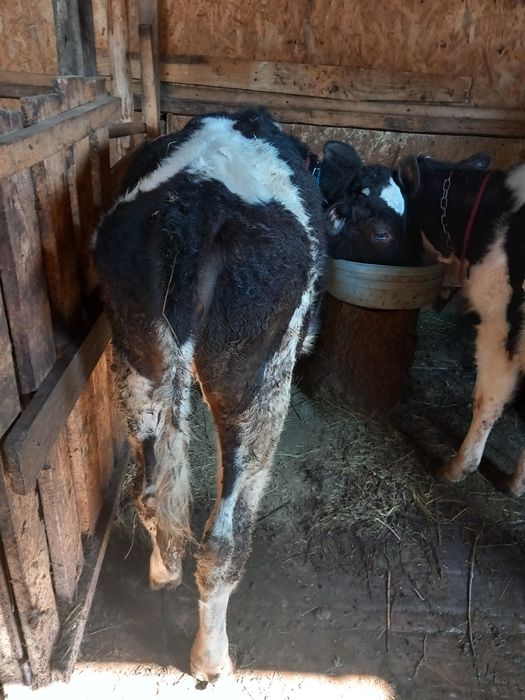 Vand   sau schimb două vitele  de patru luni