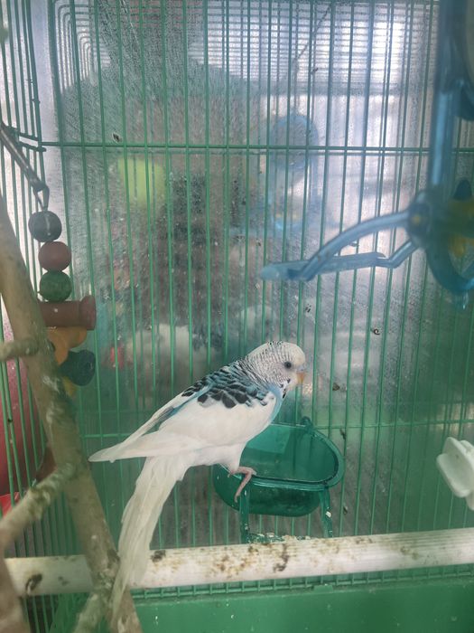 Продается попугай волнистые