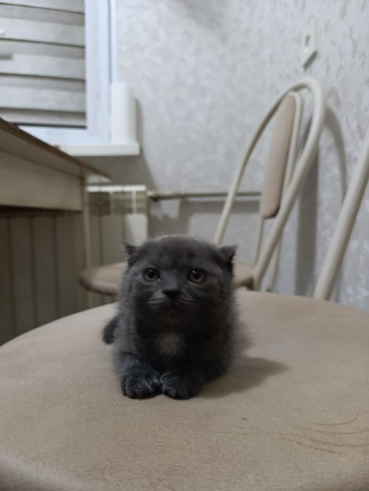 Котята  1,5 месяца недорого