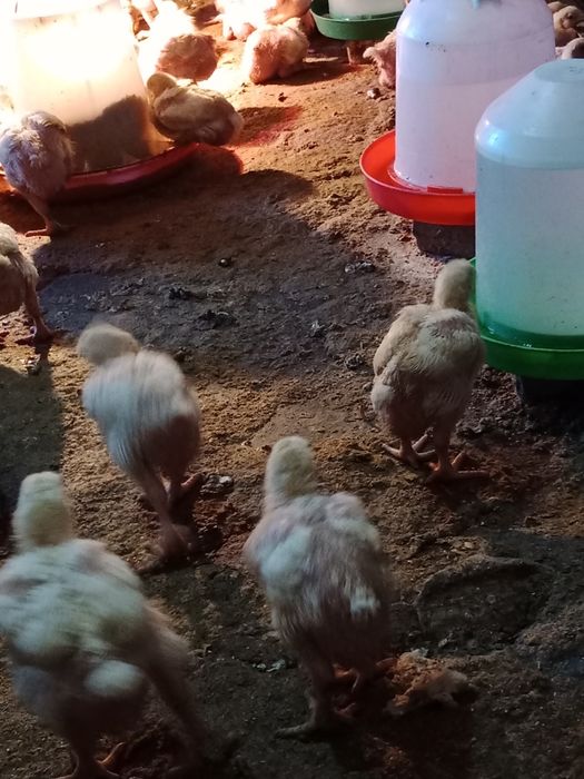 Продажа бройлеры