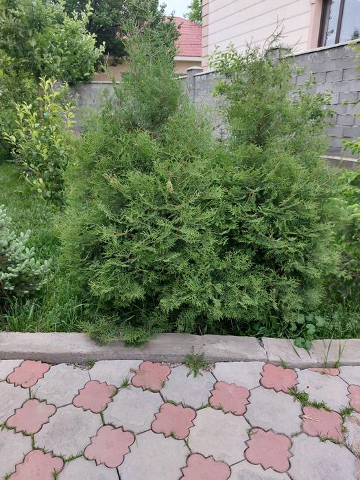 Продам Тую Ель Сона Пихта