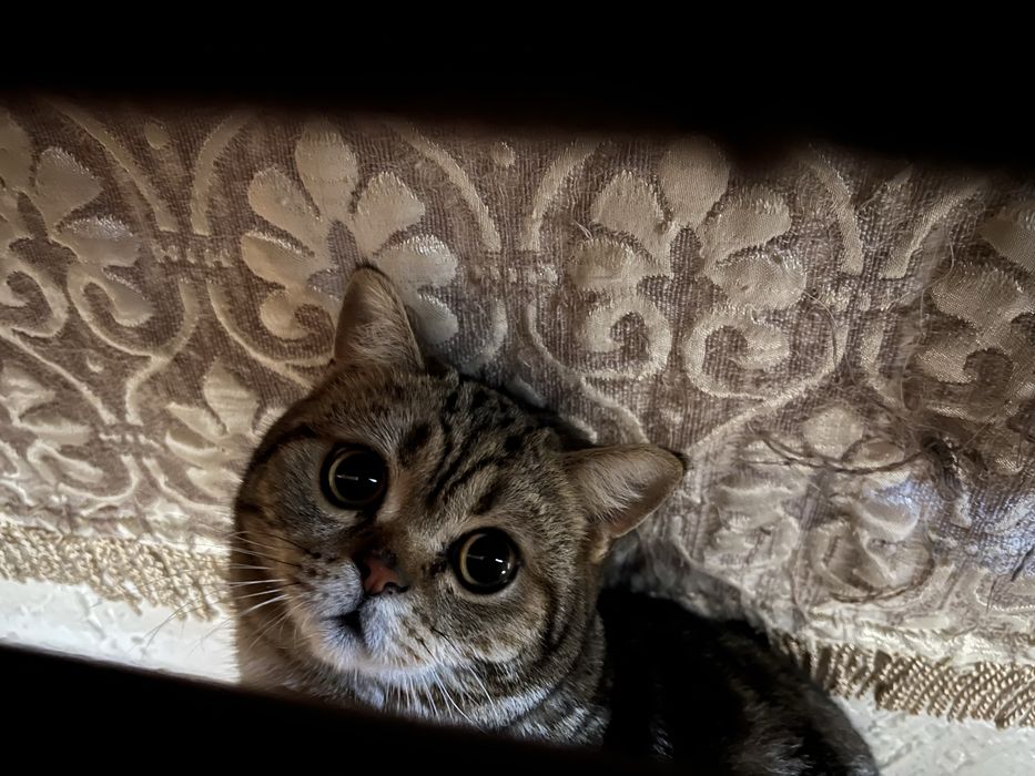 Отдам кота в добрые руки