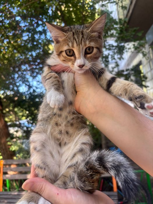 Котята бесплатно
