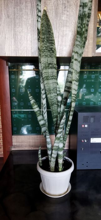 Продам  коланхоэ и сансивиерию