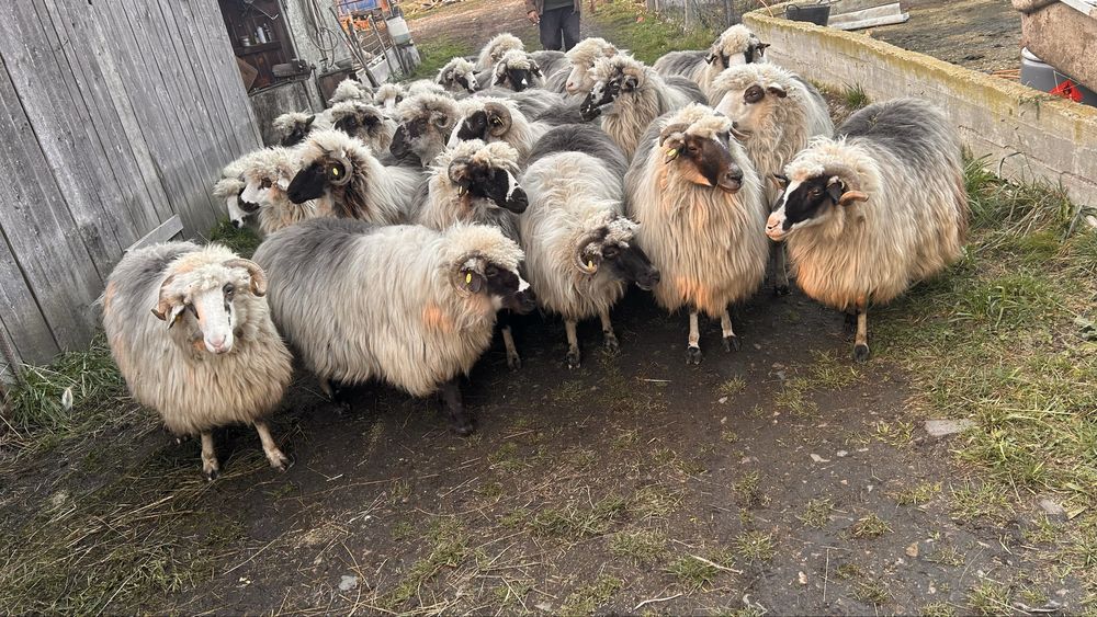 Vand oi bune de tinut,