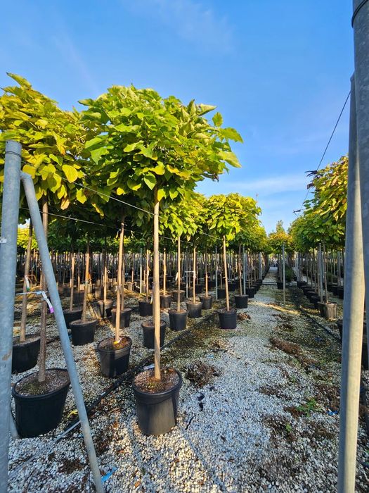 Catalpa globulară transportul este gratuit