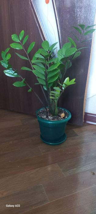 Домашний цветы для дома