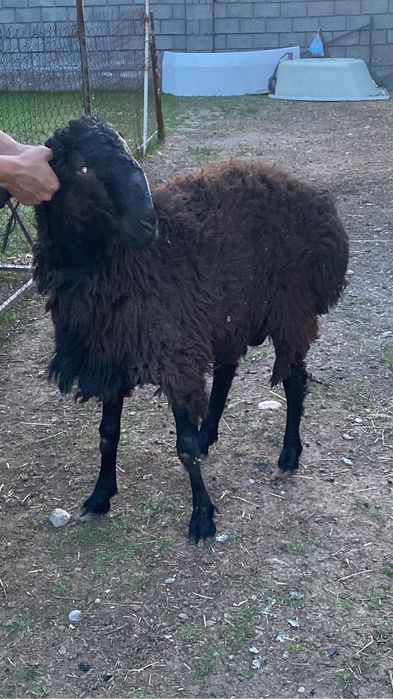 Пародистый қошқар ұрықтыққа