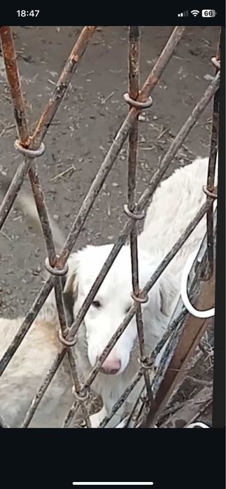 Собаки срочно  для хозяйства здоровые привитые