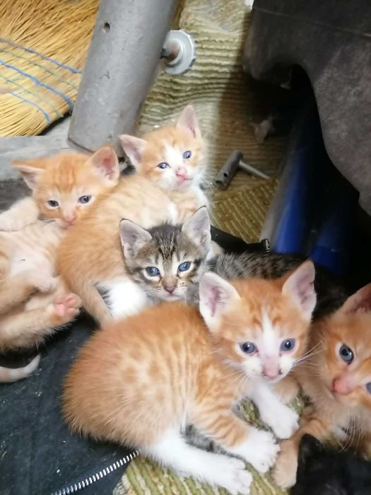 Котенца си търсят дом