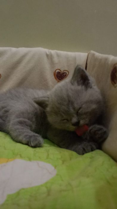 Продам котёнка девочку