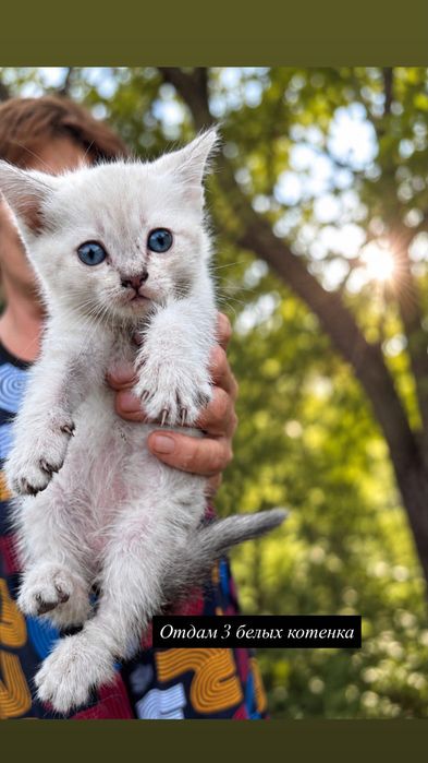 Отдам белых котят и взрослую вислоухую кошку