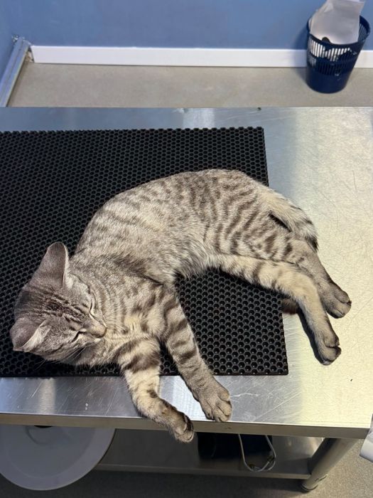 Взрослые ласковые котики в добрые руки!!!