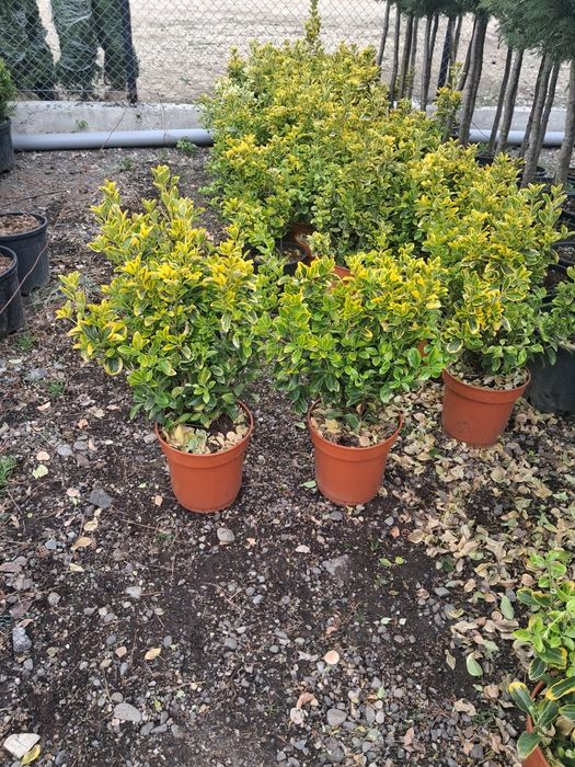 Potinia laur englezesc pin