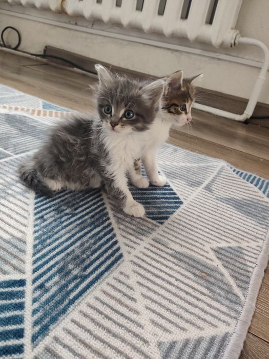 Котята отдам в хорошие руки