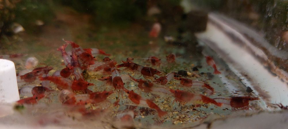 Vietuitoare si plante de acvariu