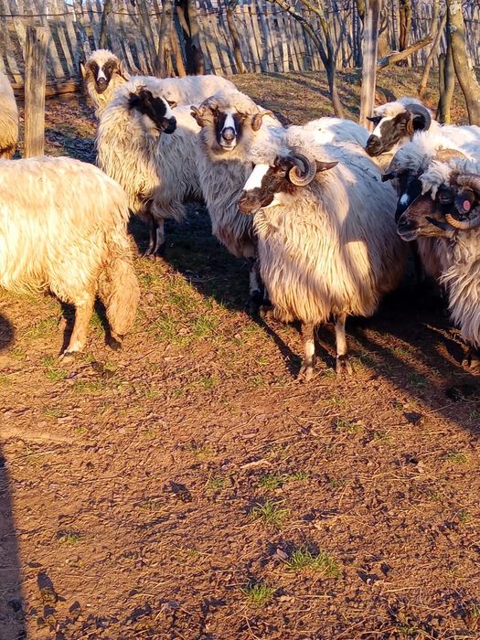 Vînd oi și berbeci