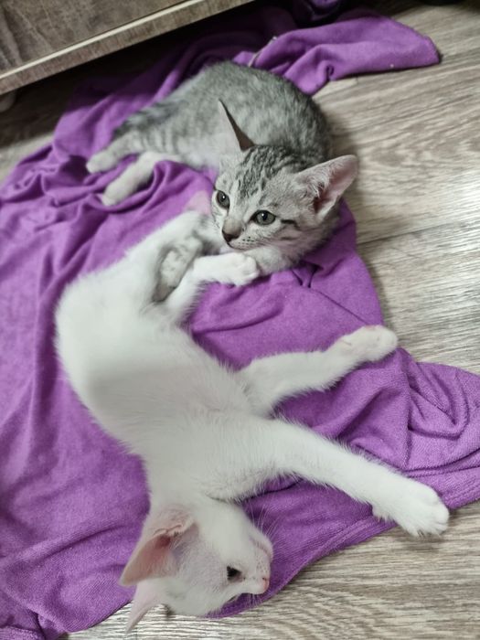 Котёнки в добрые руки