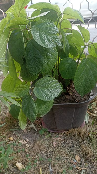 Комнатные цветы крупные