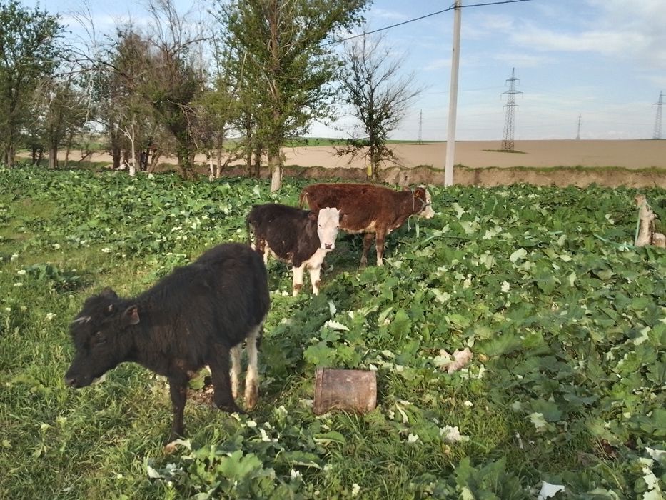 Таналар сатылады