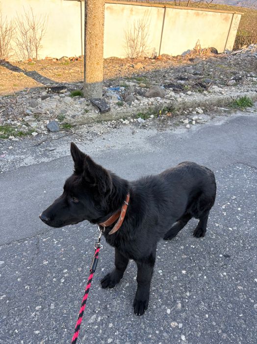 Черна немска овчарка МЪЖКО