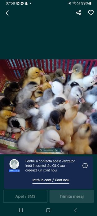 Rate polare 10 lei buc