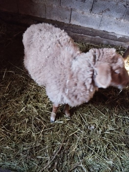 Бараны , ягнята.