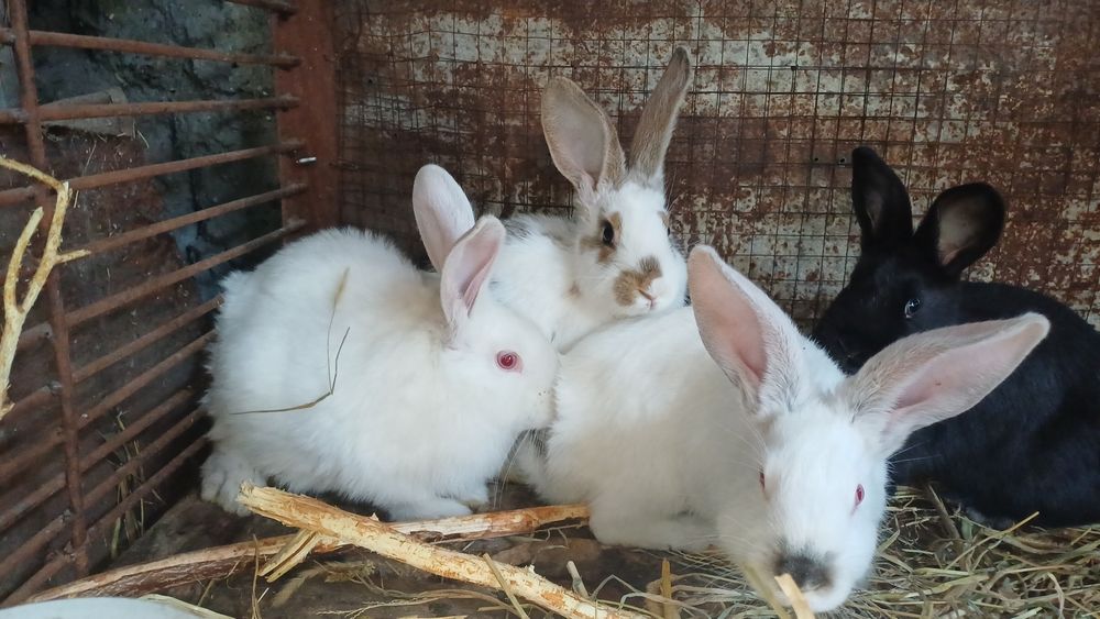 Продам кроликов микс