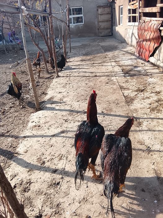 Дакан шоже кораз сатылады