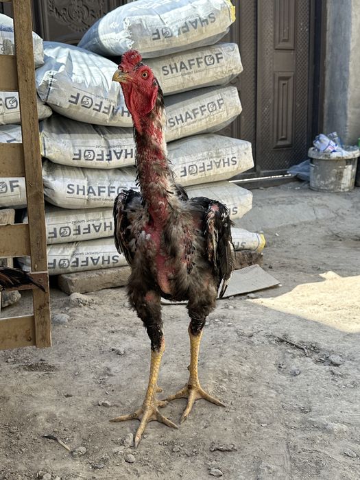 Yalangoch Buzova Playboy