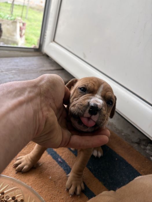 Продават се малки питбули