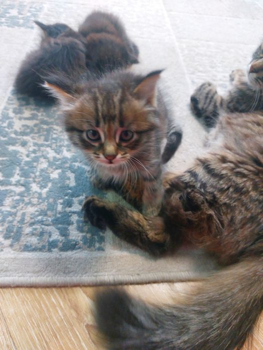 Котята в добрые руки