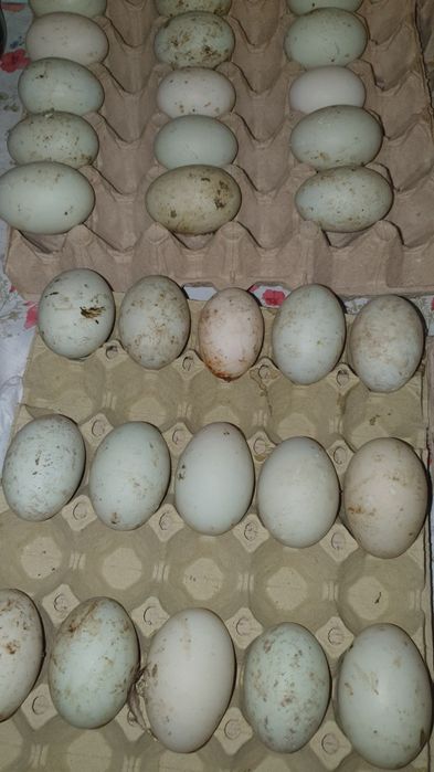 Vând rațe indiene alergătoare, ouă, boboci