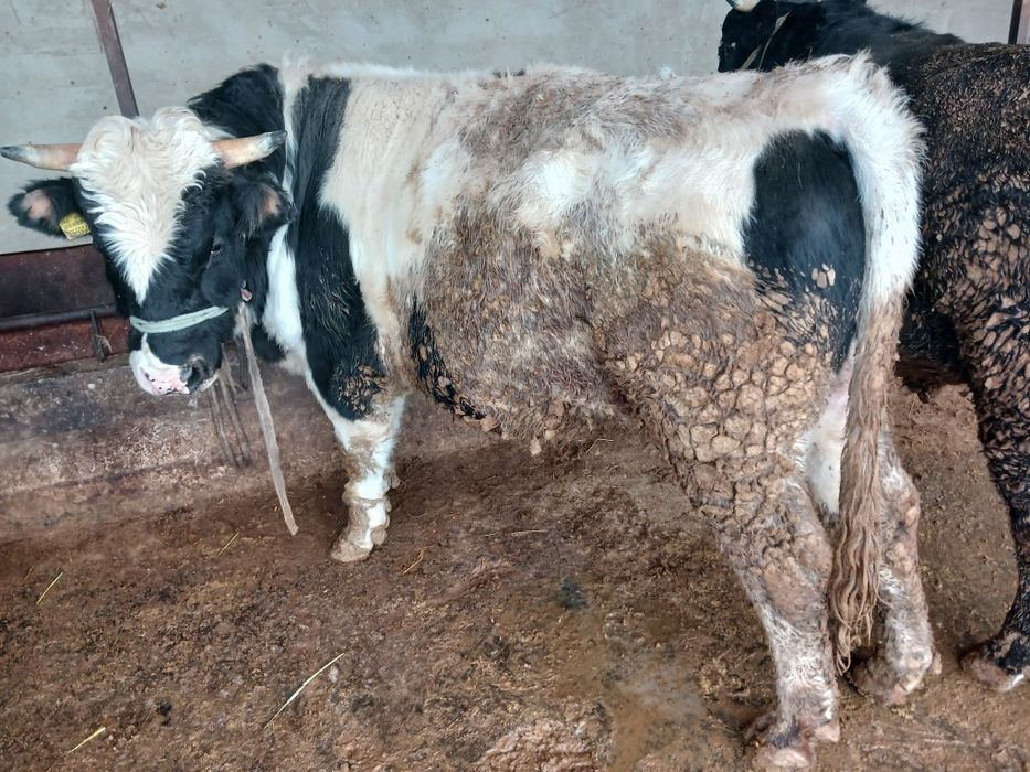 СемізБұхалар.сатылады