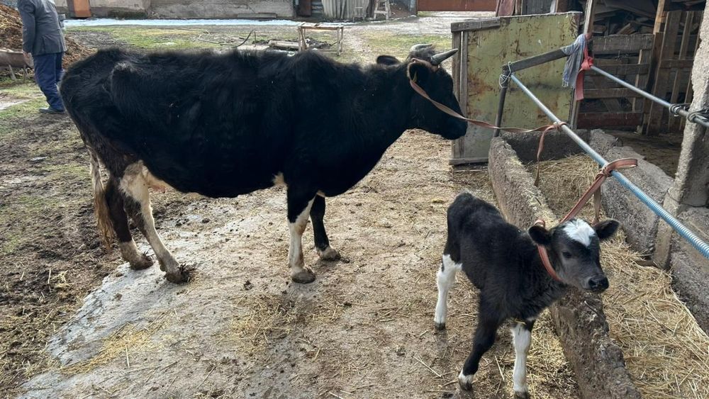 Сауынды сиыр бар сатылатын
