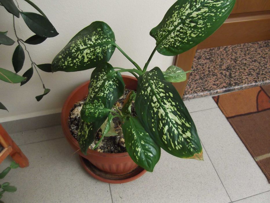 Fujifilm Finepix T350 14 MPx