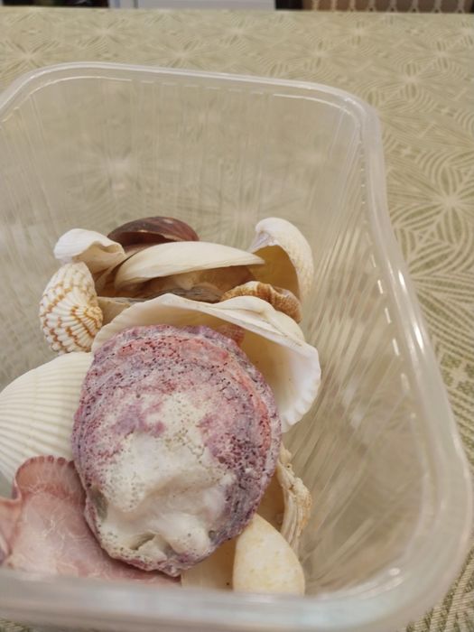 Ракушки натуральные.