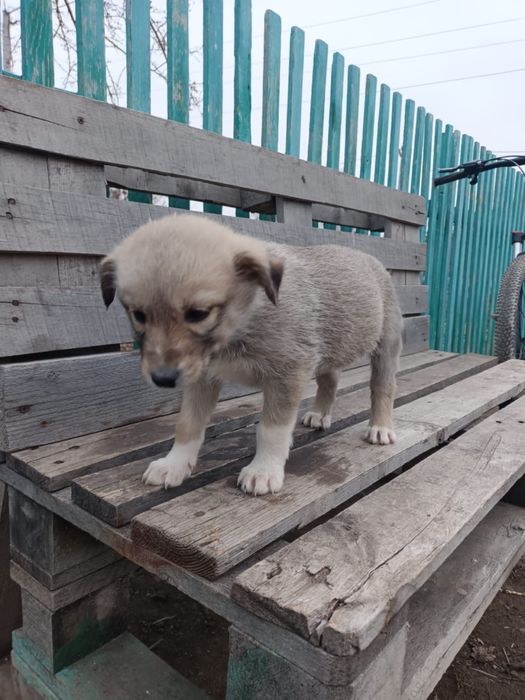 Отдам щенят-метисов в добрые руки!
