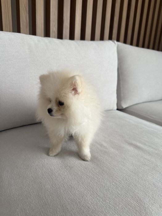 Продам померанского мини щпица 4 месяца