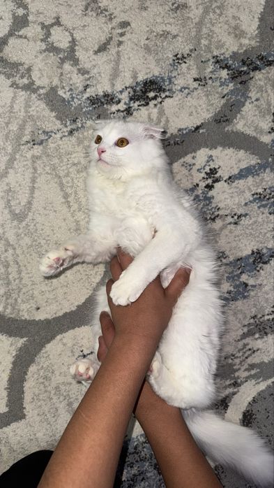 Шотландская вислоухая белая длиннашерстная