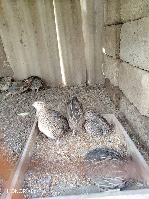 Сайроки  Беданалар ЧИРЧИКДА СОТИЛАДИ