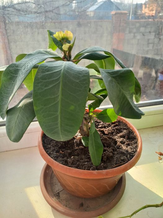 Молочай цветок в горшке