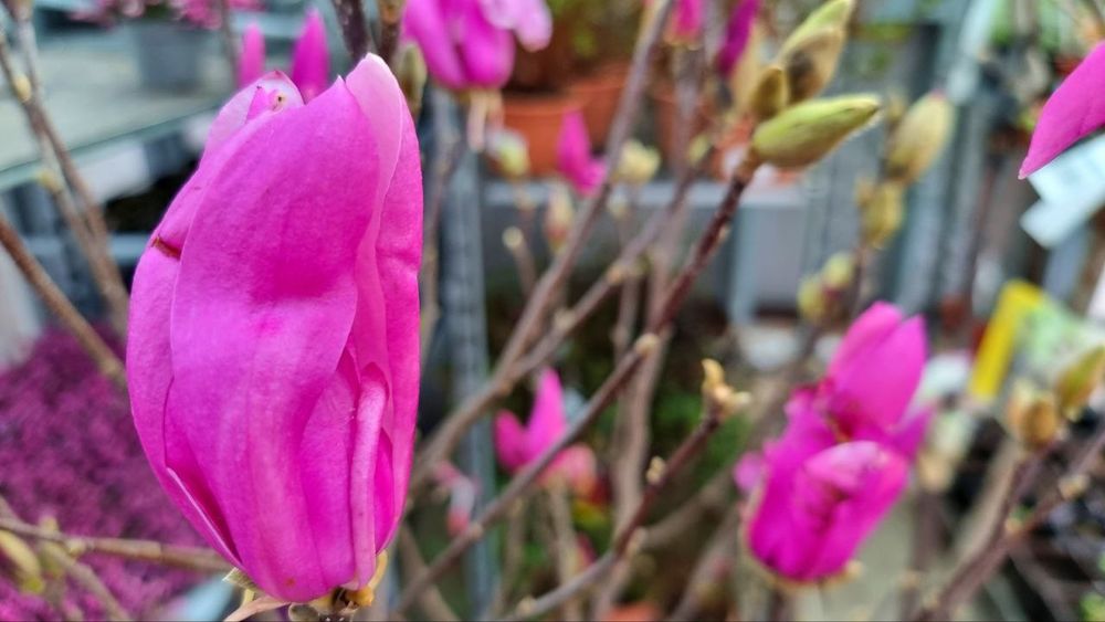 Магнолия листопадный оптом