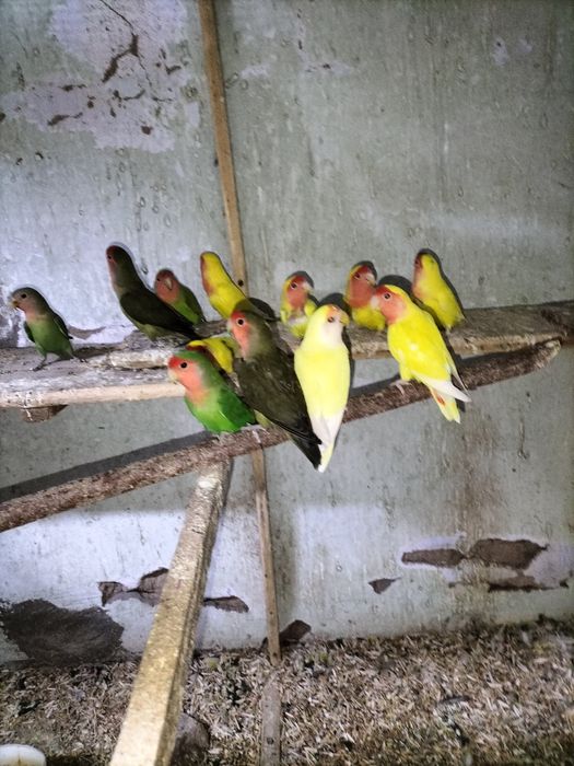 Хар хил кушлар сотилади