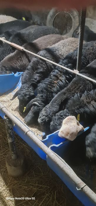 Маросимларга ва гушга куй