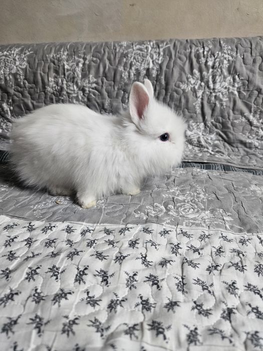 Iepurași cap de leu pitic, rasă pură