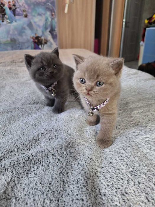 Вязка ! Чистокровный британский короткошерстный кот!! Возраст 3 года!
