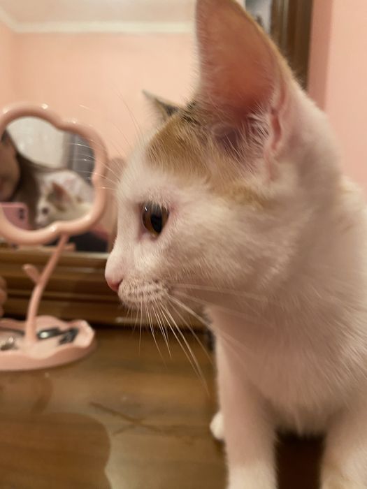 Котик 2,5 мес.  Девочка