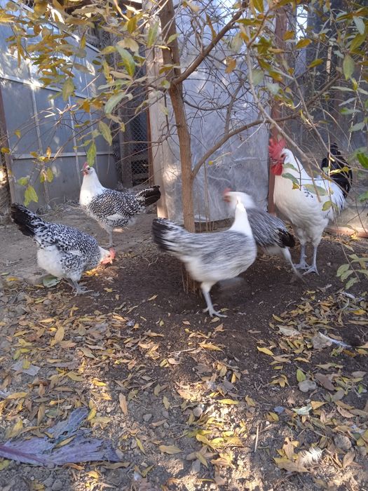 Разплодни яйца от Източно -Фризийска Чайка -изключително красива